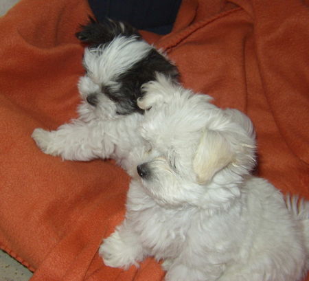Malteser Hunde Foto 35010 in höherer Auflösung ansehen Malteser 2 Racker