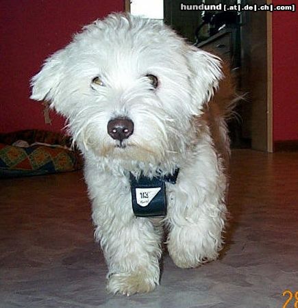 Malteser Hunde Foto 11231 Malteser Fritz mit Sicherheitsgurt