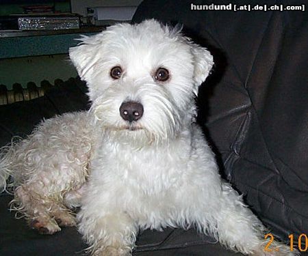 Malteser Hunde Foto 11232 Malteser Fritz frisch vom Friseur