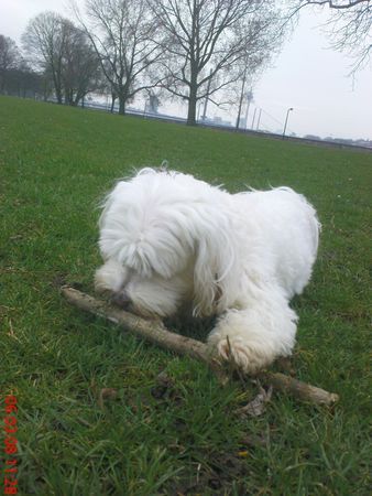 Malteser mit bebii am rhein