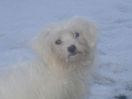 Malteser Hunde Foto 32065 in höherer Auflösung ansehen Malteser SERAFINA