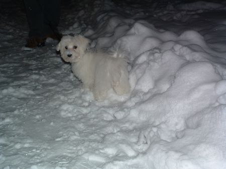 Malteser Hunde Foto 27465 in höherer Auflösung ansehen Malteser Ramina im Schnee