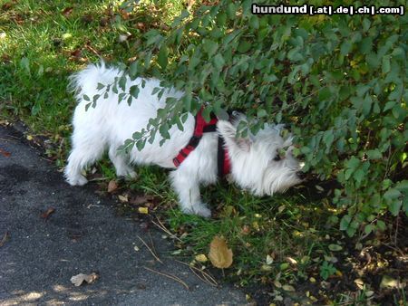 Malteser Molly (Westie-Malteser-Mix)