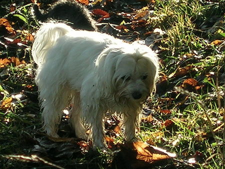 Malteser Hunde Foto 35744 in höherer Auflösung ansehen Malteser Serafina & Roxy