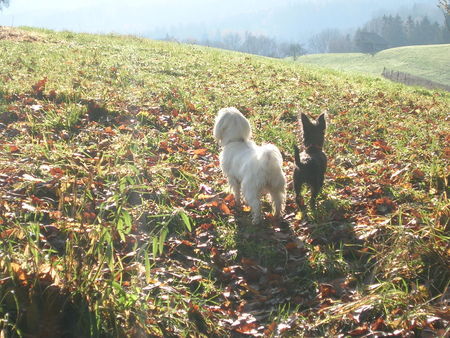 Malteser Hunde Foto 35742 in höherer Auflösung ansehen Malteser Serafina & Roxy