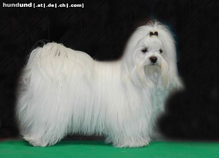 Malteser Hunde Foto 20467 in höherer Auflösung ansehen Malteser CACIB Erfurt 2005
