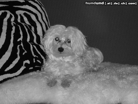 Malteser Hunde Foto 12695 Malteser Duke vom Bergboden