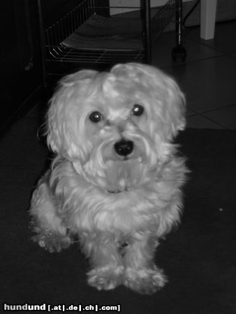Malteser Hunde Foto 12694 Malteser Duke vom Bergboden