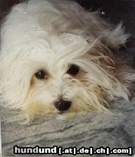 Malteser Hunde Foto 6044 Malteser Einstein der Glücksdrache