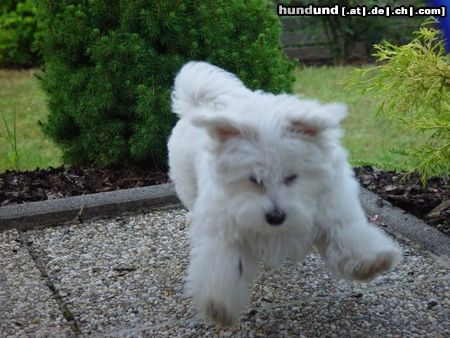 Malteser Hunde Foto 14916 Malteser Flying Bossi