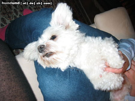 Malteser Hunde Foto 26240 Malteser Herkules' Kraulstunde