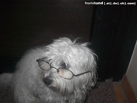 Malteser Hunde Foto 20404 in höherer Auflösung ansehen Malteser brillenschlange