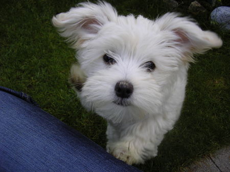 Malteser Hunde Foto 34995 in höherer Auflösung ansehen Malteser Phoebe *05.05.05