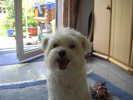 Malteser Hunde Foto 34837 in höherer Auflösung ansehen Malteser