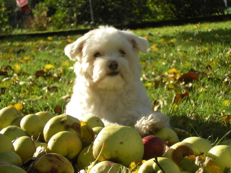 Malteser Hunde Foto 35587 in höherer Auflösung ansehen Malteser *Phoebe 05.05.05*