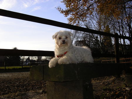 Malteser Hunde Foto 35646 in höherer Auflösung ansehen Malteser Phoebe