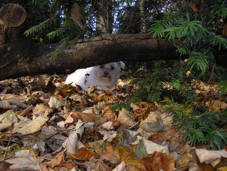 Malteser Hunde Foto 35648 in höherer Auflösung ansehen Malteser *Phoebe 05.05.05*