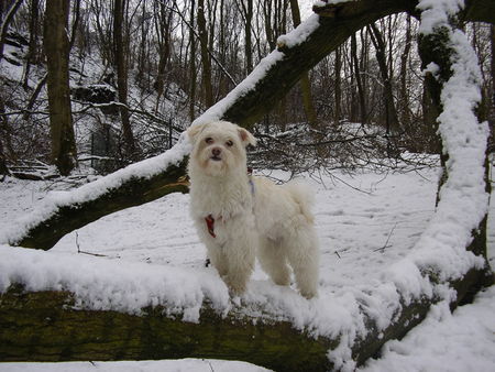 Malteser Hunde Foto 36997 in höherer Auflösung ansehen Malteser Meine Schneeflocke