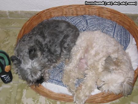 Malteser Hunde Foto 21160 in höherer Auflösung ansehen Malteser Zusammengekuschelt ist es am schönsten