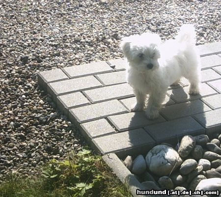 Malteser Hunde Foto 22035 in höherer Auflösung ansehen Malteser