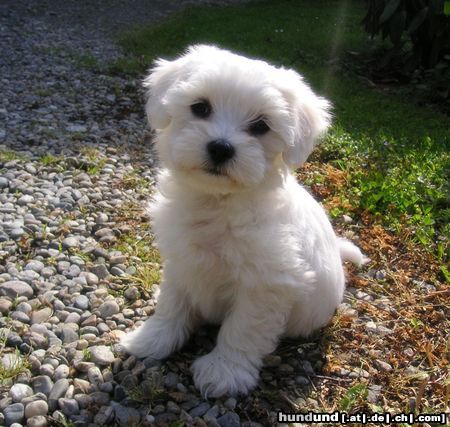 Malteser Hunde Foto 22036 in höherer Auflösung ansehen Malteser