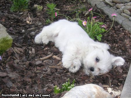 Malteser Hunde Foto 22038 in höherer Auflösung ansehen Malteser Jimmy beim Schlafen im Garten