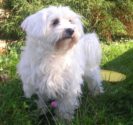 Malteser Hunde Foto 34731 in höherer Auflösung ansehen Malteser Jimmy