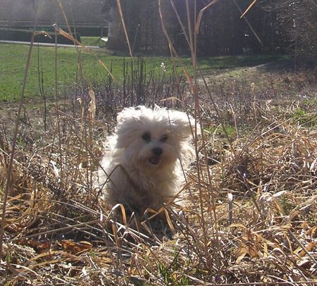 Malteser Hunde Foto 34726 in höherer Auflösung ansehen Malteser Jimmy