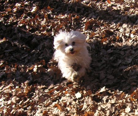 Malteser Hunde Foto 34727 in höherer Auflösung ansehen Malteser Jimmy im Blätterhaufen