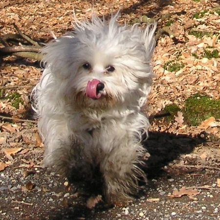 Malteser Hunde Foto 34729 in höherer Auflösung ansehen Malteser Jimmy, mein Kasperl