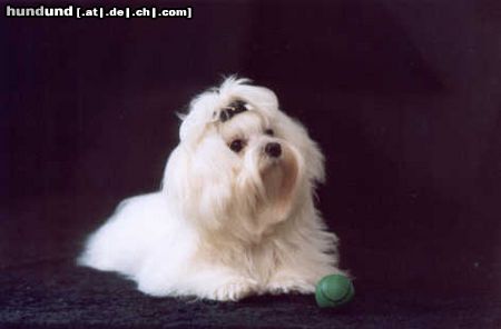 Malteser Hunde Foto 15497 Malteser Klein Xenia of golden Lady im Alter von 6 Monaten