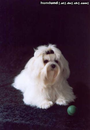 Malteser Hunde Foto 15498 Malteser Klein Xenia of golden Lady im Alter von 6 Monaten
