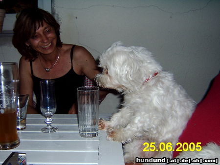 Malteser Hunde Foto 25562 Malteser gibt es jetzt bald was zu Essen ?
