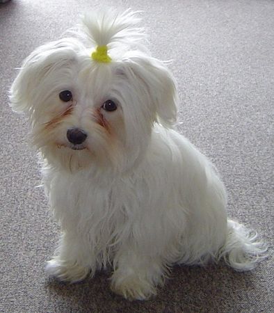 Malteser Hunde Foto 27361 Malteser Lissy