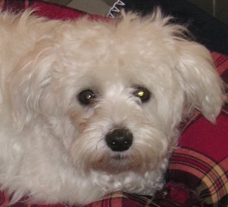 Malteser Hunde Foto 33412 Malteser das bin ich (Bonnie) 1 1/2 Jahre männlich