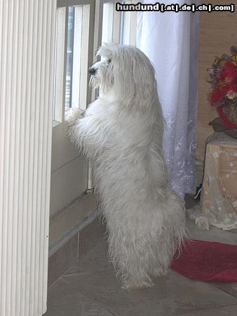 Malteser Hunde Foto 20155 Malteser Tania