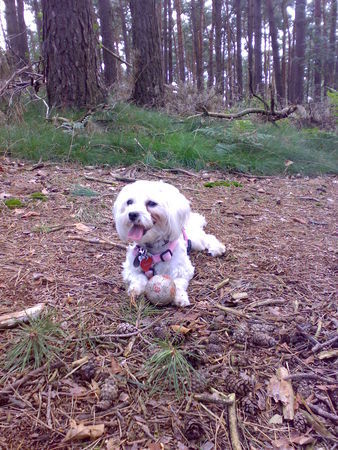 Malteser Hunde Foto 39644 in höherer Auflösung ansehen Malteser Leika