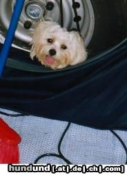 Malteser Hunde Foto 6935 Malteser unterm wohnwagen war die hitze von Kroatien besser zu ertragen *fg*