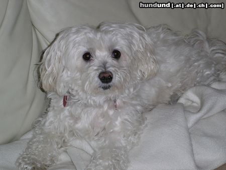 Malteser Hunde Foto 19614 Malteser das ist unsere süsse jessy