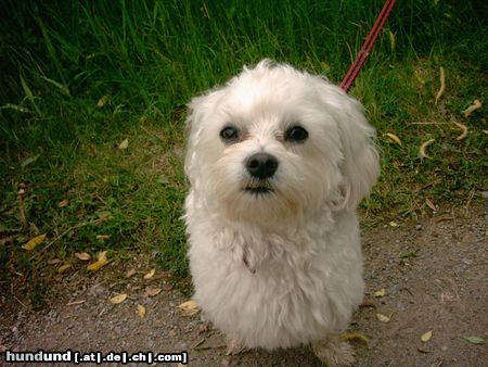 Malteser Hunde Foto 15947 in höherer Auflösung ansehen Malteser Unser süßer Moppel