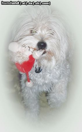Malteser Hunde Foto 7310 Malteser Hab' den Nikolaus erwischt