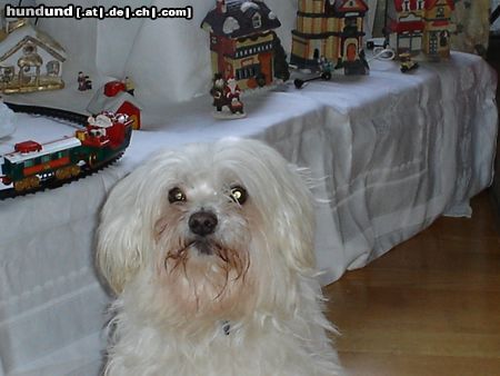 Malteser Hunde Foto 18576 Malteser merry christmas from Nougat