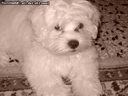 Malteser Hunde Foto 6041 Malteser Sehe ich nicht wie ein Engel aus ?!