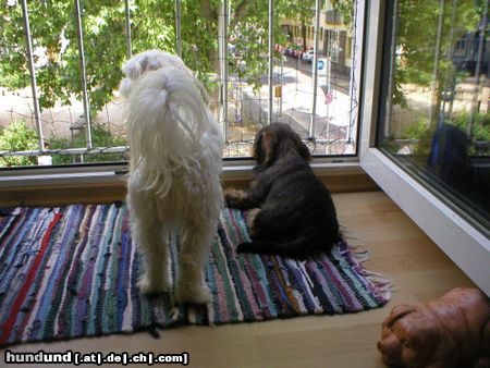 Malteser Hunde Foto 6287 Malteser Warten auf Frauchen