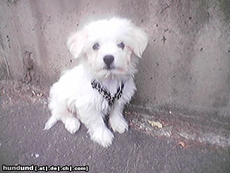Malteser Hunde Foto 23943 in höherer Auflösung ansehen Malteser Gino