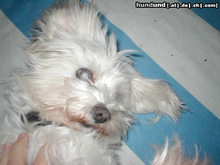 Malteser Hunde Foto 16532 in höherer Auflösung ansehen Malteser Das ist Chicco