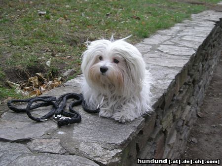 Malteser Hunde Foto 17816 in höherer Auflösung ansehen Malteser Cindy