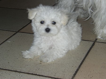 Malteser Hunde Foto 34980 in höherer Auflösung ansehen Malteser Ein Baby von unserer Teddy