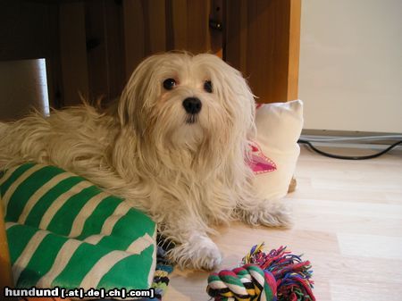Malteser Hunde Foto 18141 in höherer Auflösung ansehen Malteser Cindy