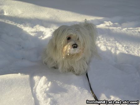 Malteser Hunde Foto 18139 in höherer Auflösung ansehen Malteser Cindy